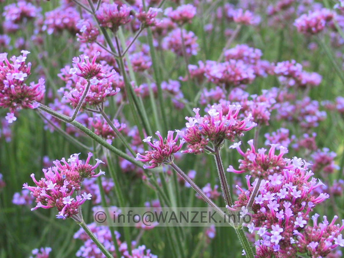 Verbena bonariense 03a.JPG